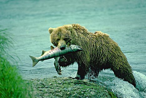 Bear Eating Salmon Bear Eating Salmon