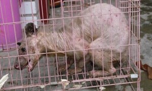 bear_585x350_704962a1