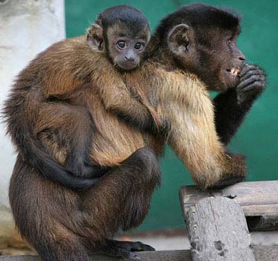 monkey-on-my-back